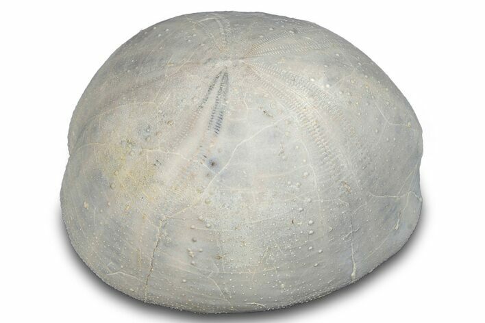 Cretaceous Sea Urchin (Holaster) Fossil - Texas #286520